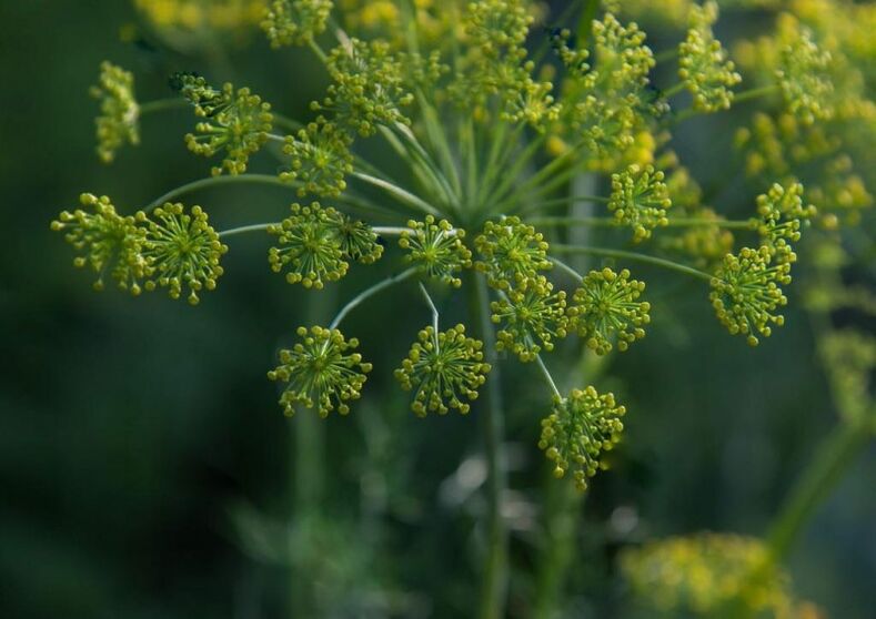 Fennel seeds for the preparation of medicinal solution for cervical osteochondrosis